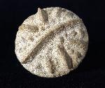 Aspidiscus cristatus (LAMARCK 1801) - Bild © FossNet FossilienStore